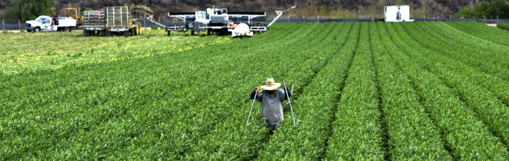 trabajadores agricolas