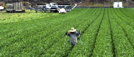 trabajadores agricolas