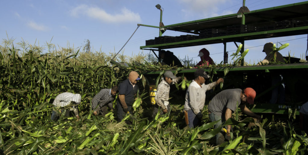 campesinos agricolas