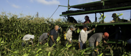 campesinos agricolas