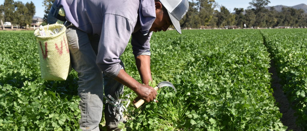 campesinos trabajadores dell campo agricolas