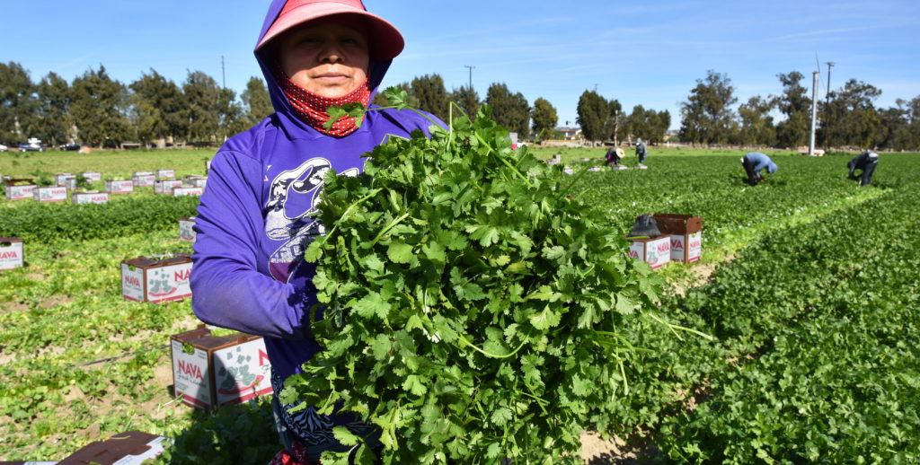 campesinos trabajadores agricolas