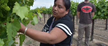 Discriminación hacia campesinos indígenas mexicanos en EE.UU. afecta su salud