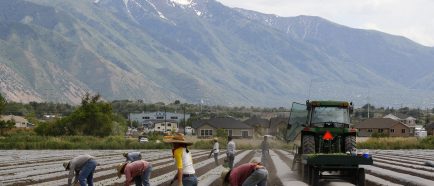 GRANJEROS DE UTAH PIDEN LA REFORMA MIGRATORIA PARA ¥¥SALVAR ¥¥ AL SECTOR AGRÕCOLA