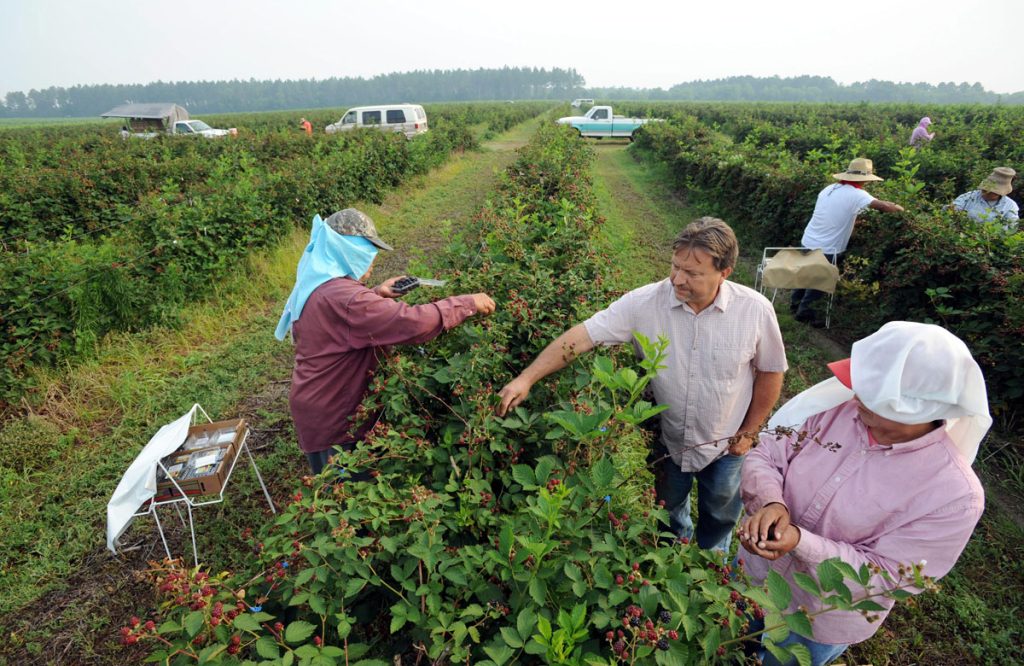 PREOCUPA IMPACTO DE LEY ANTIINMIGRANTE EN INDUSTRIA AGRÍCOLA DE GEORGIA