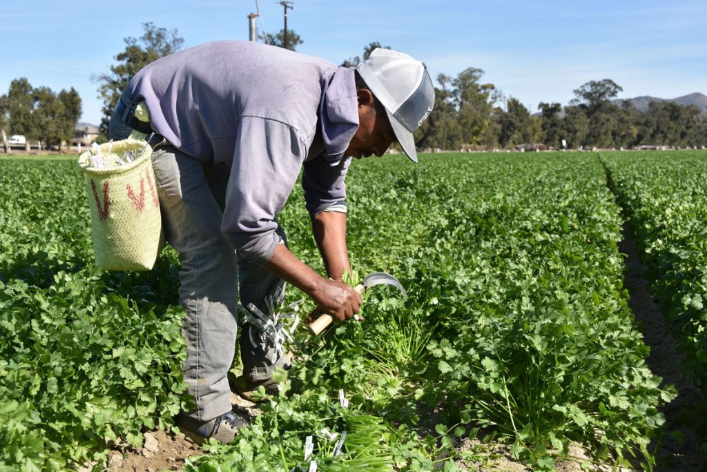 El desánimo empuja a los campesinos a ceder a sus hijos el "sueño americano"